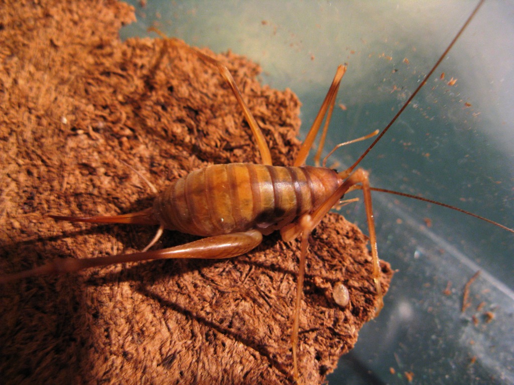 Quale Dolichopoda? Forse D.geniculata, trovata in Valtellina (SO)